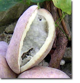 ���̊��ꂽ�A�P�r