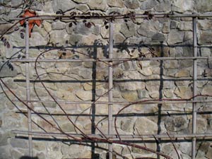 �U�����ꂽ�o���̎}