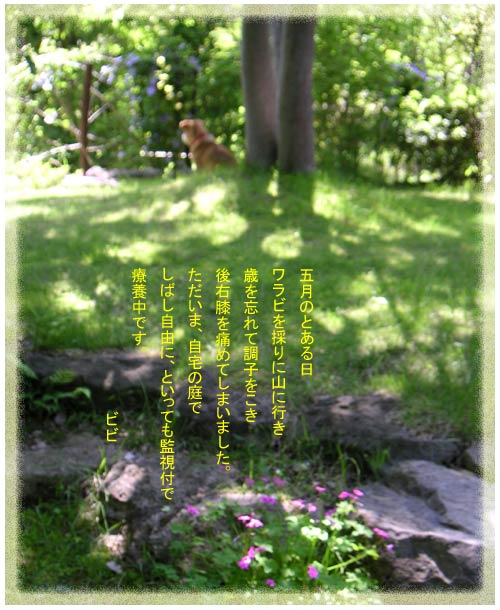 �P���L�̉��ŕ��v���ɂӂ��錢