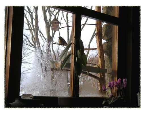 ���ӂɍ����������ɂ��郄�}�K��