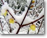 �\�V�����E�o�C�Ɛ�