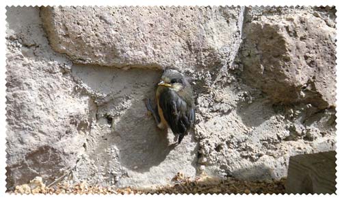 �Εǂƃ��}�K���̃q�i