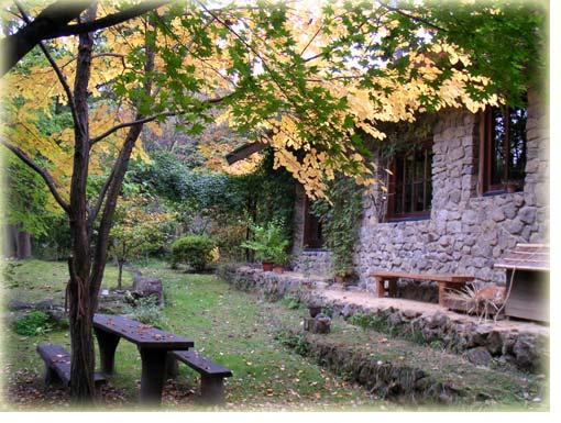 �g�t�����J�c���̖؂ƃ��~�W