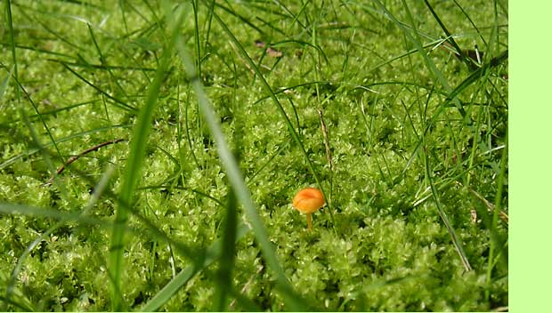 �R�c�{�S�P�ƃI�����W�F�̂��̂�