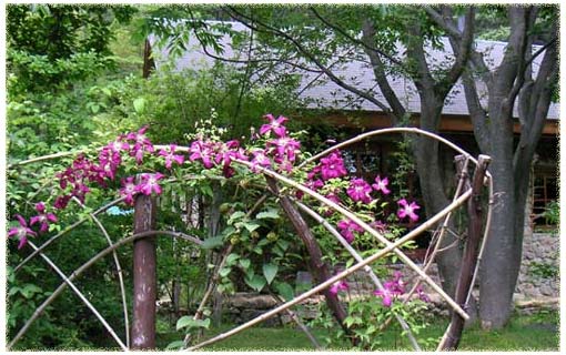 �|�_�ɗ��܂�N���}�`�X�A�}�_���W�����A�R���{��