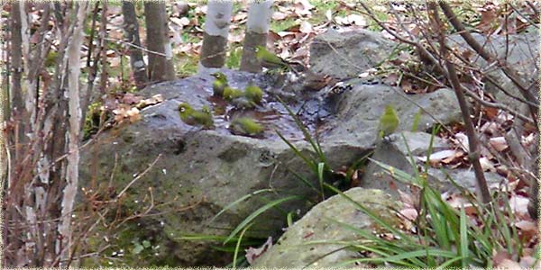 ��̐���Ő����т����郁�W��