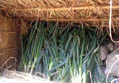 �l�M�����̃l�M