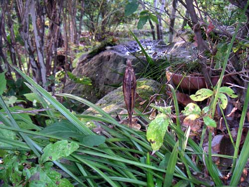 �V���������̎�