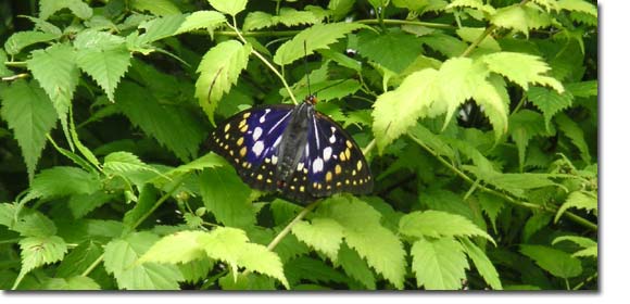 �R���ɂƂ܂�I�I�����T�L