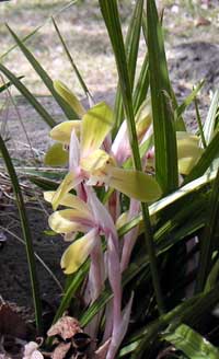 4���ɍ炢���V���������̉�