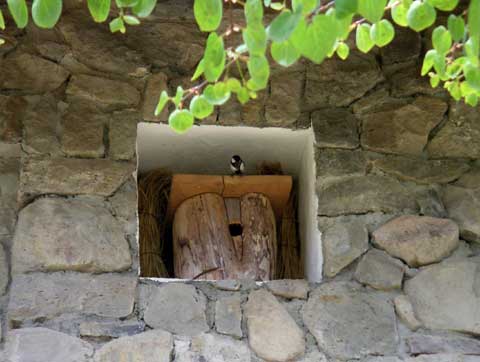 �Εǂ̌E�݂ɒu���������ƃV�W���E�J��