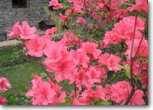 �Ԃ������郄�}�c�c�W