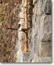 �O���猩���a��ƃ��}�K��