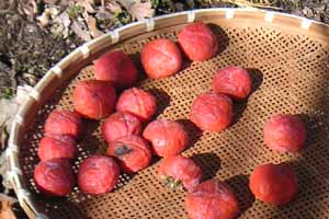 �U���ɕ��ׂ��n���`