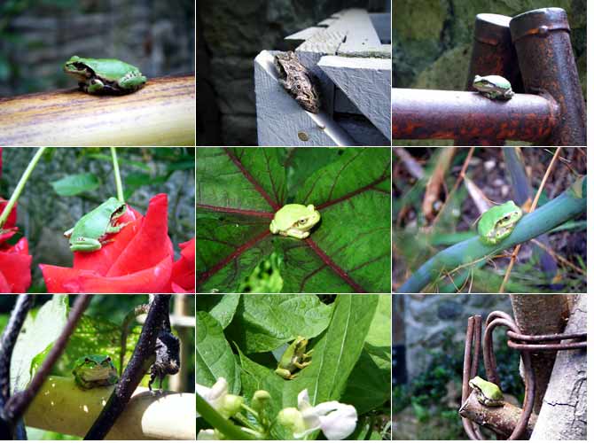 ��̃A�}�K�G���̗l�X