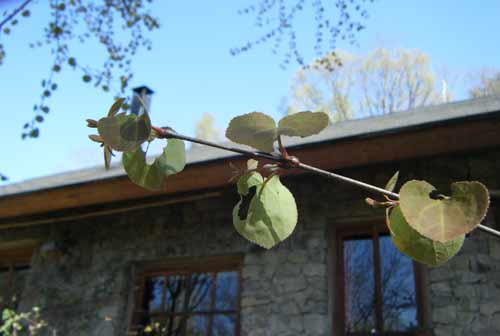 �n�[�g�^�̃J�c���̐V��