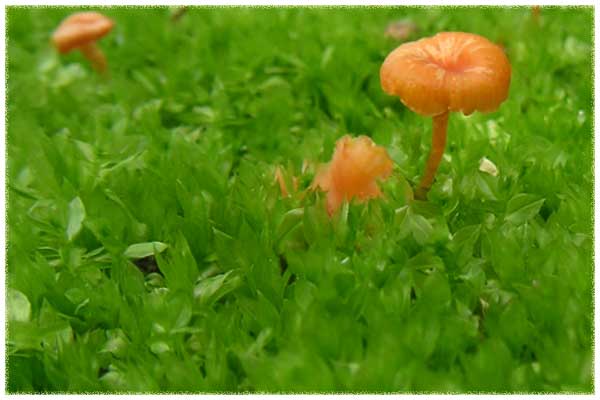 �R�c�{�S�P�g��