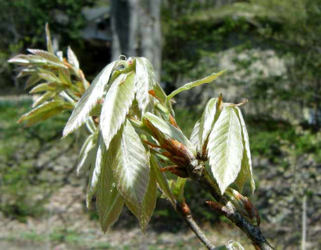 ��F�ɋP���R�i���̐V��