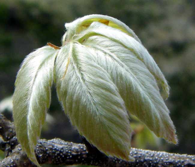 �R�i���̐V��̃N���[�Y�A�b�v