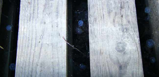 ���I�ɕ҂܂ꂽ���ʂ̃N���̑������d�ɂ������Ă���悤�Ɍ�����