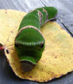 �i�K�T�L�A�Q�n�̗c��