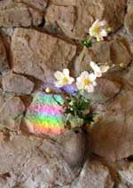 �Εǂ��Ƃ炷���F�̌�