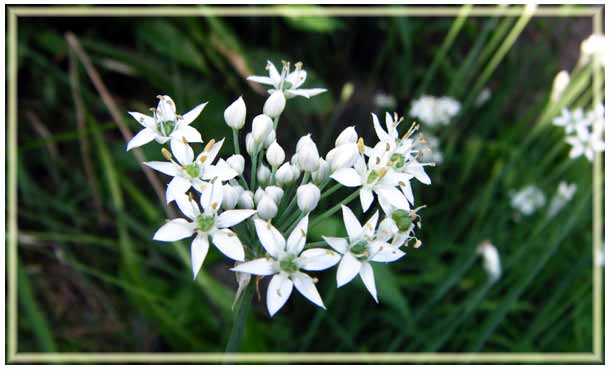 �j���̉ԁA�g��