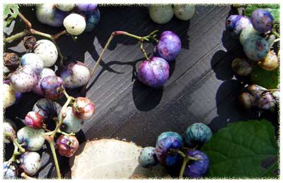 ����Ă��̂悤�ȃm�u�h�E