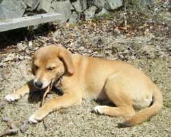 �؂̍������J�W�J�W