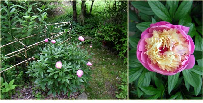 �V���N���N�S�̂ƉԂ̃N���[�Y�A�b�v