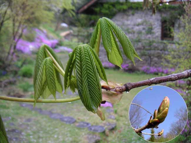 �g�`�m�L�̐V��Ɛΐς݂̉�