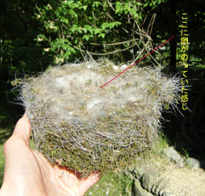 �V�W���E�J���̑�