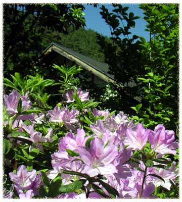 �T���̐�Ƀ��`�c�c�W�̔����F���f����