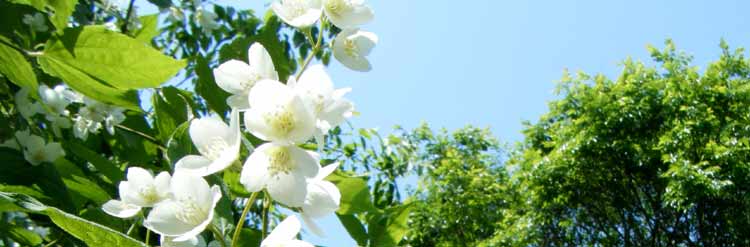 �o�C�J�E�c�M�̔�����