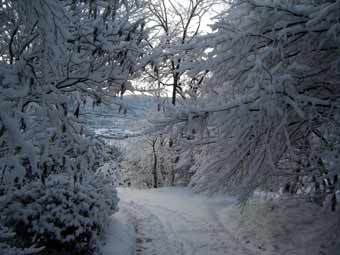 ����ʂ��������؂̎}