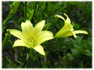 �[������炢�āA�����ɂ͂��ڂ�ł��܂����̂悤�ȃ��E�X�Q