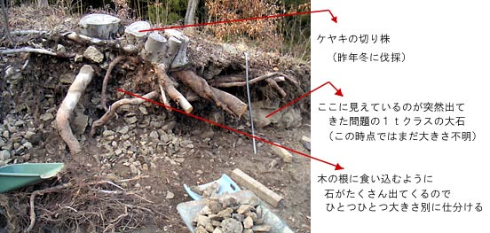 木の根と石
