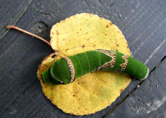 信州田舎暮し ナガサキアゲハの幼虫