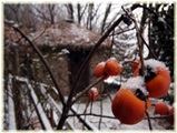 柿と初雪